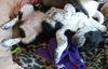 Waffles - Breakfast Litter