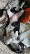 Waffles - Breakfast Litter