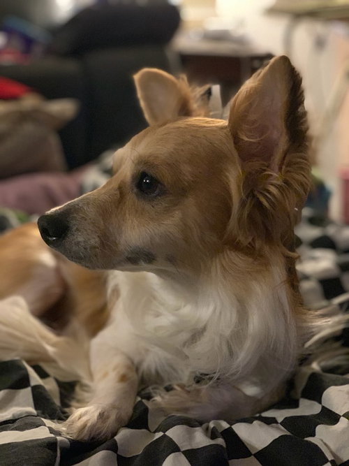Dexter