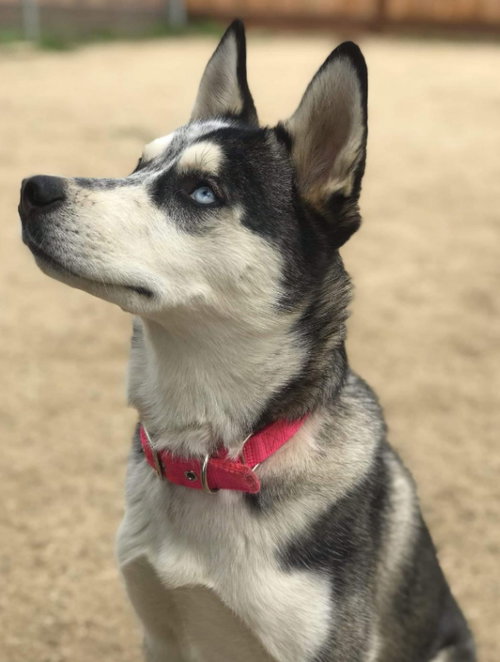 Arya