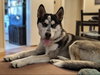 Arya