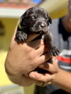 Sir Barks a Lot - Rapper's Delight Litter