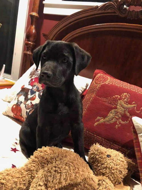 Sir Barks a Lot - Rapper's Delight Litter