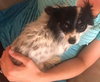 Jax