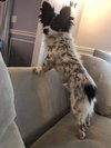 Jax