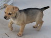 Ash - Firehouse litter