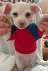 Spark - Firehouse litter