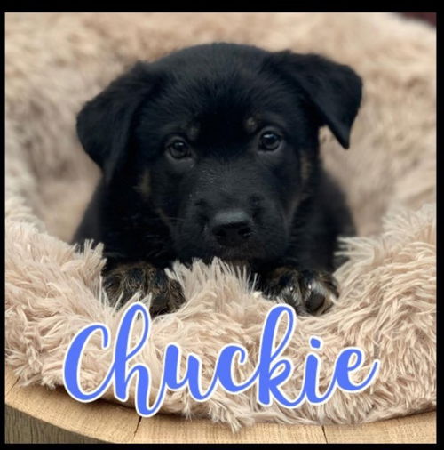 Chuckie - Rugrats litter