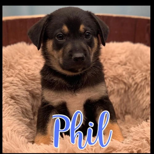 Phil - Rugrats litter