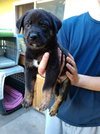 Tommy - Rugrats litter