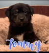 Tommy - Rugrats litter