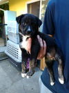 Didi - Rugrats litter