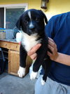 Susie - Rugrats litter