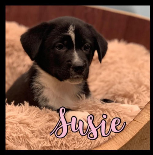 Susie - Rugrats litter