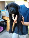 Angelica - Rugrats litter