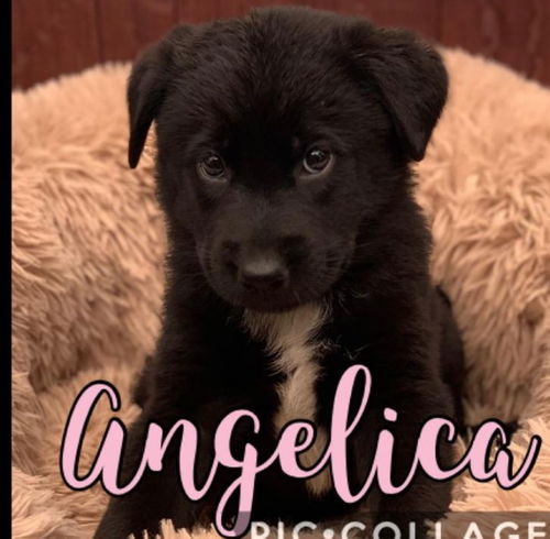Angelica - Rugrats litter