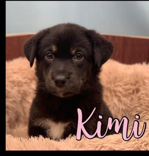 Kimi - Rugrats litter