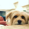 Zoey