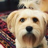 Zoey