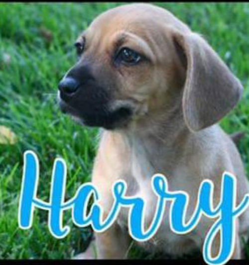 Harry - Royalty Litter