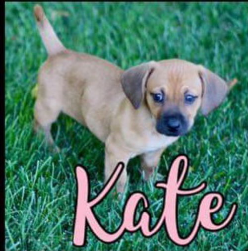 Kate - Royalty Litter