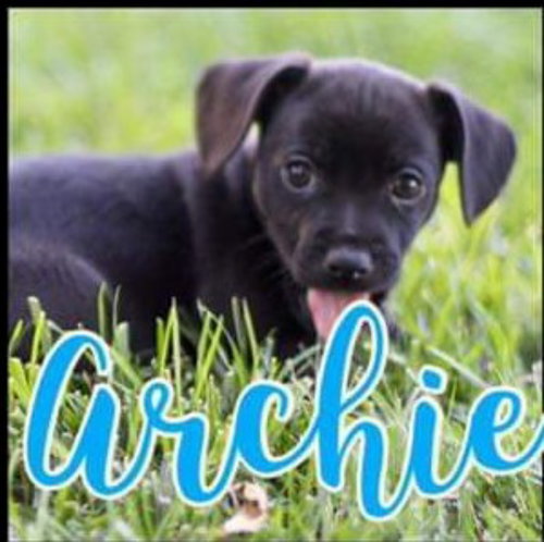 Archie - Royalty Litter