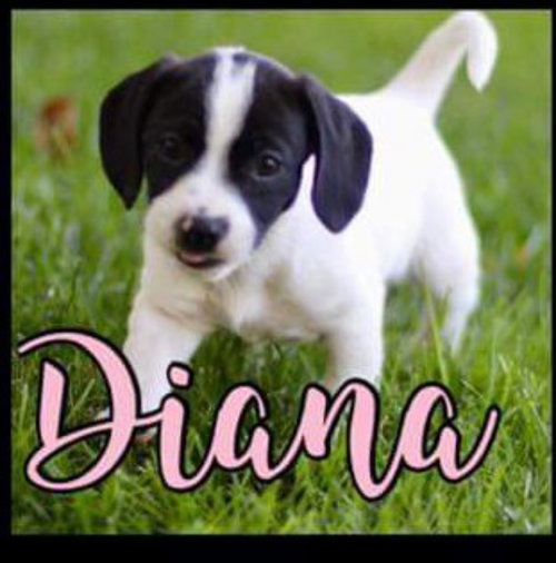 Diana - Royalty Litter