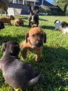 William - Royalty Litter
