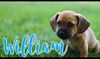 William - Royalty Litter