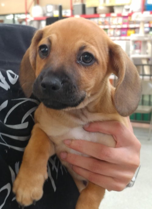William - Royalty Litter
