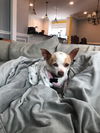 Willa