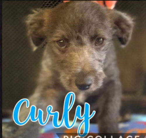 Curly - Three Stooges Litter