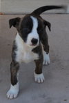Dopey - Seven Dwarfs Litter