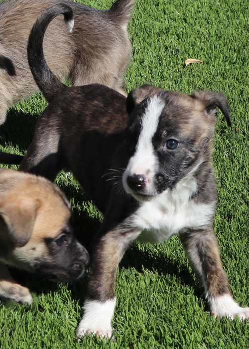 Dopey - Seven Dwarfs Litter
