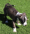 Dopey - Seven Dwarfs Litter