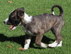 Dopey - Seven Dwarfs Litter