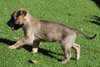 Sleepy - Seven Dwarfs Litter