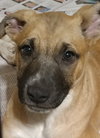 Sleepy - Seven Dwarfs Litter