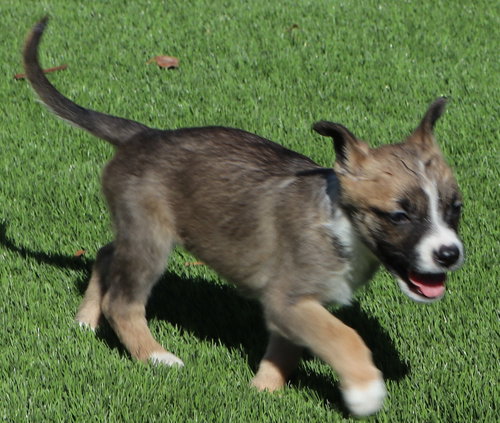 Sneezy - Seven Dwarfs Litter
