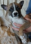 Sneezy - Seven Dwarfs Litter