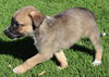 Doc - Seven Dwarfs Litter