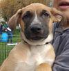 Doc - Seven Dwarfs Litter