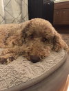 Stanley
