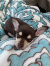 Thelma