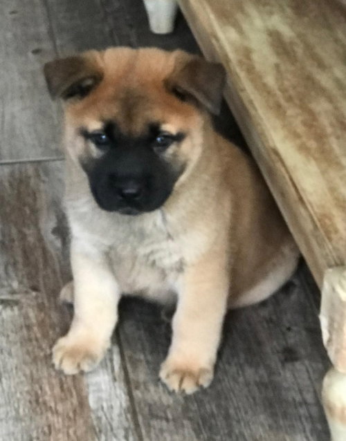 Jed - Hillbilly litter