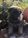 Jethro - Hillbilly litter