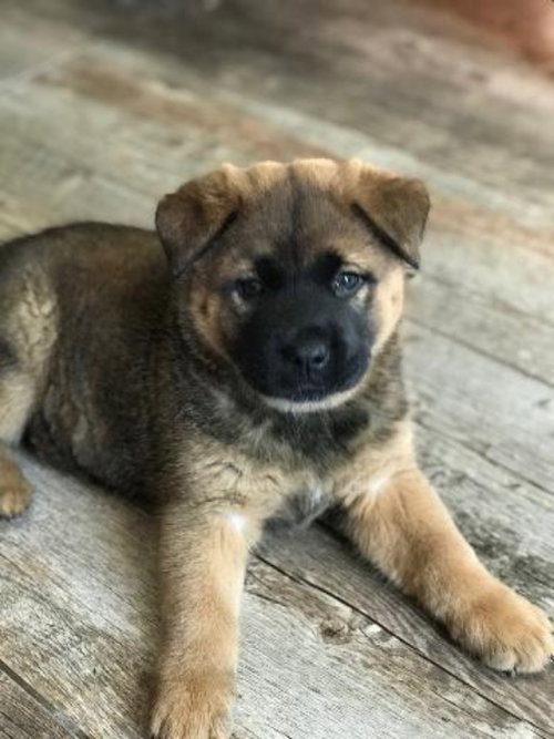 Jethro - Hillbilly litter