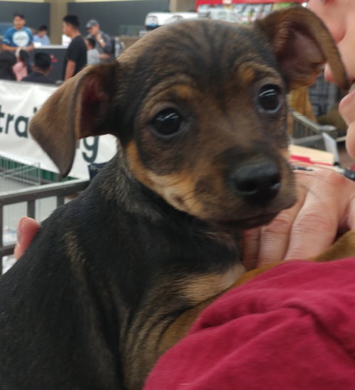 Jill - Jack and Jill Litter