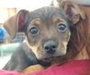 Jill - Jack and Jill Litter