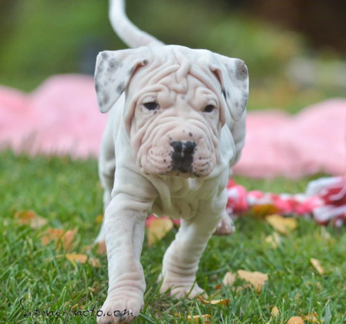 Skyy - Spirits litter